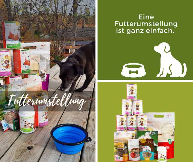 Gesunder Darm, gesunder Hund