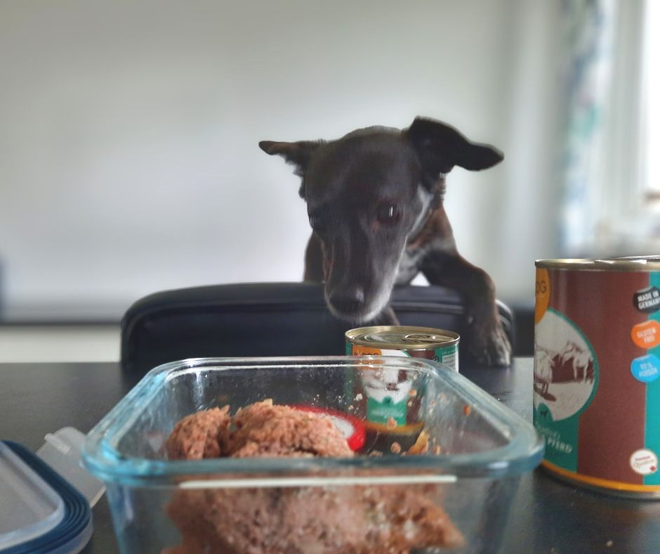 Hund schaut neugierig auf Nassfutter von ANIfit / RyDog