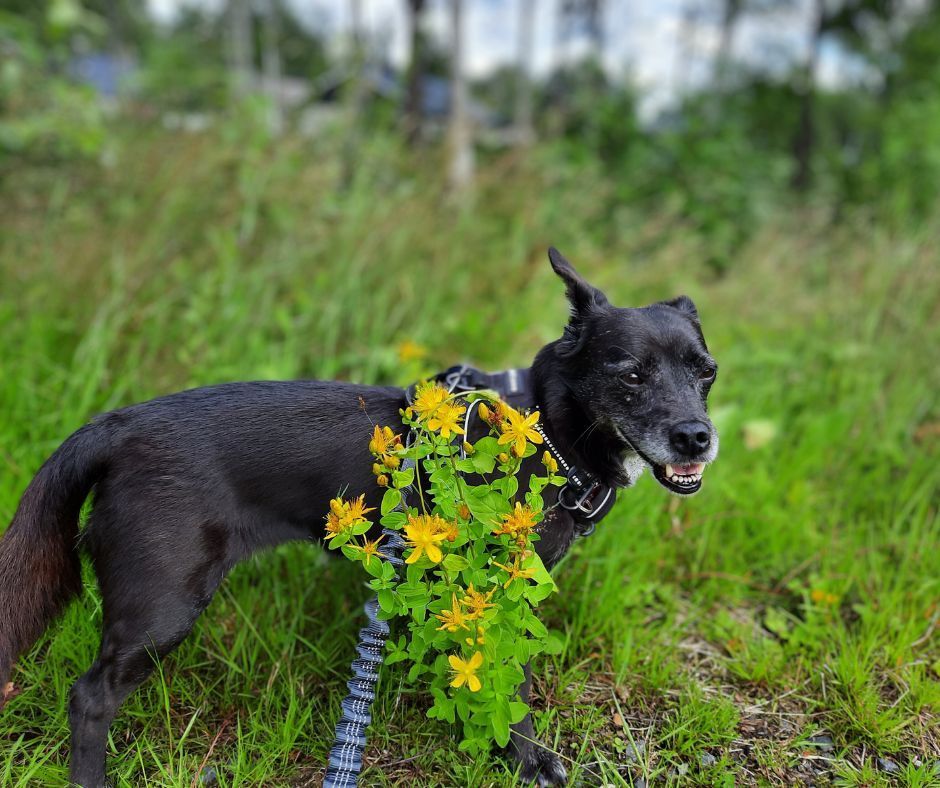 Hund neben einer Johanniskraut-Pflanze
