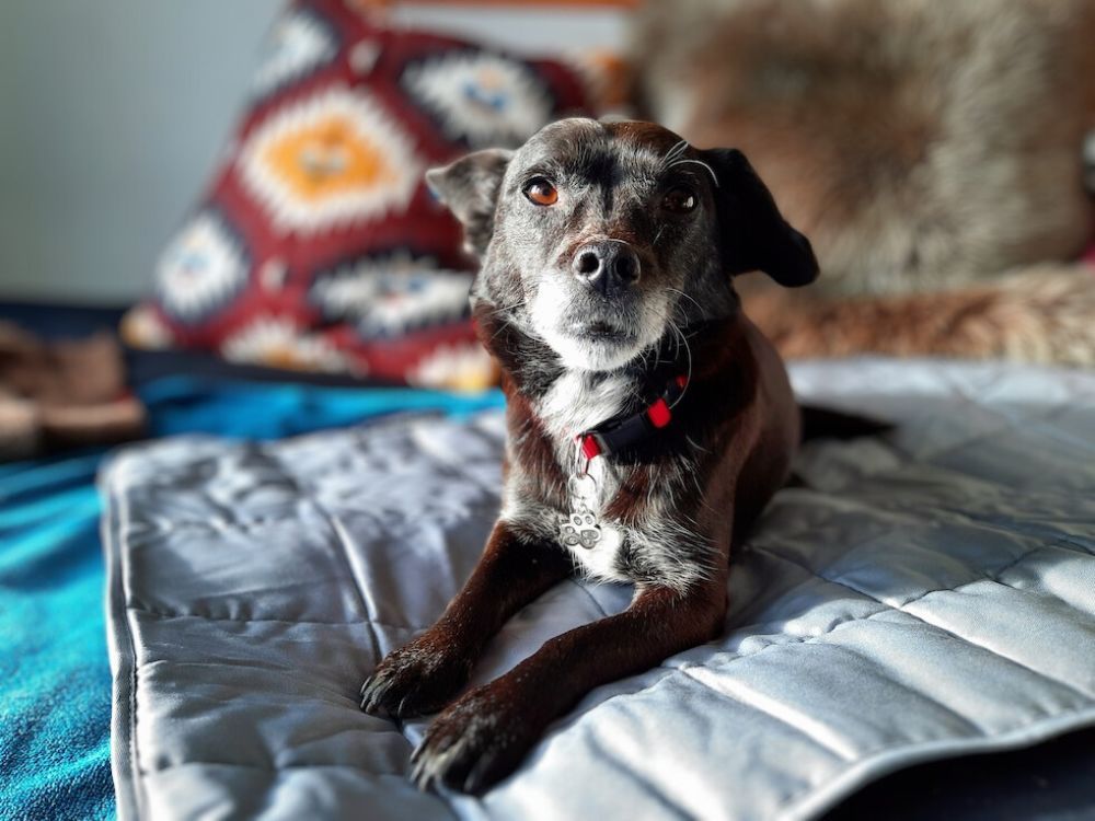 Hundedecke mit Magneten