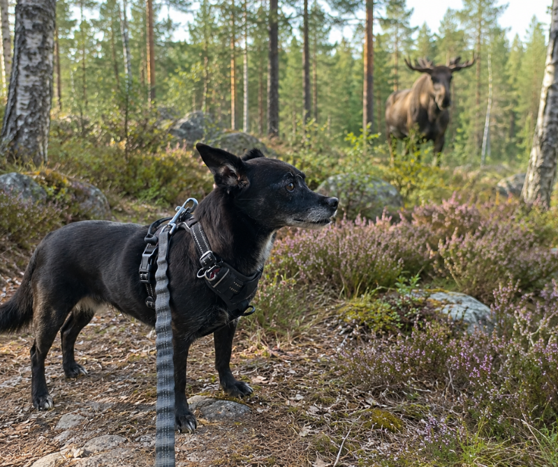 Schwarze Mischlingshündin steht in einer Heidelandschaft in einem Wald Im Hintergrund ein Elch.