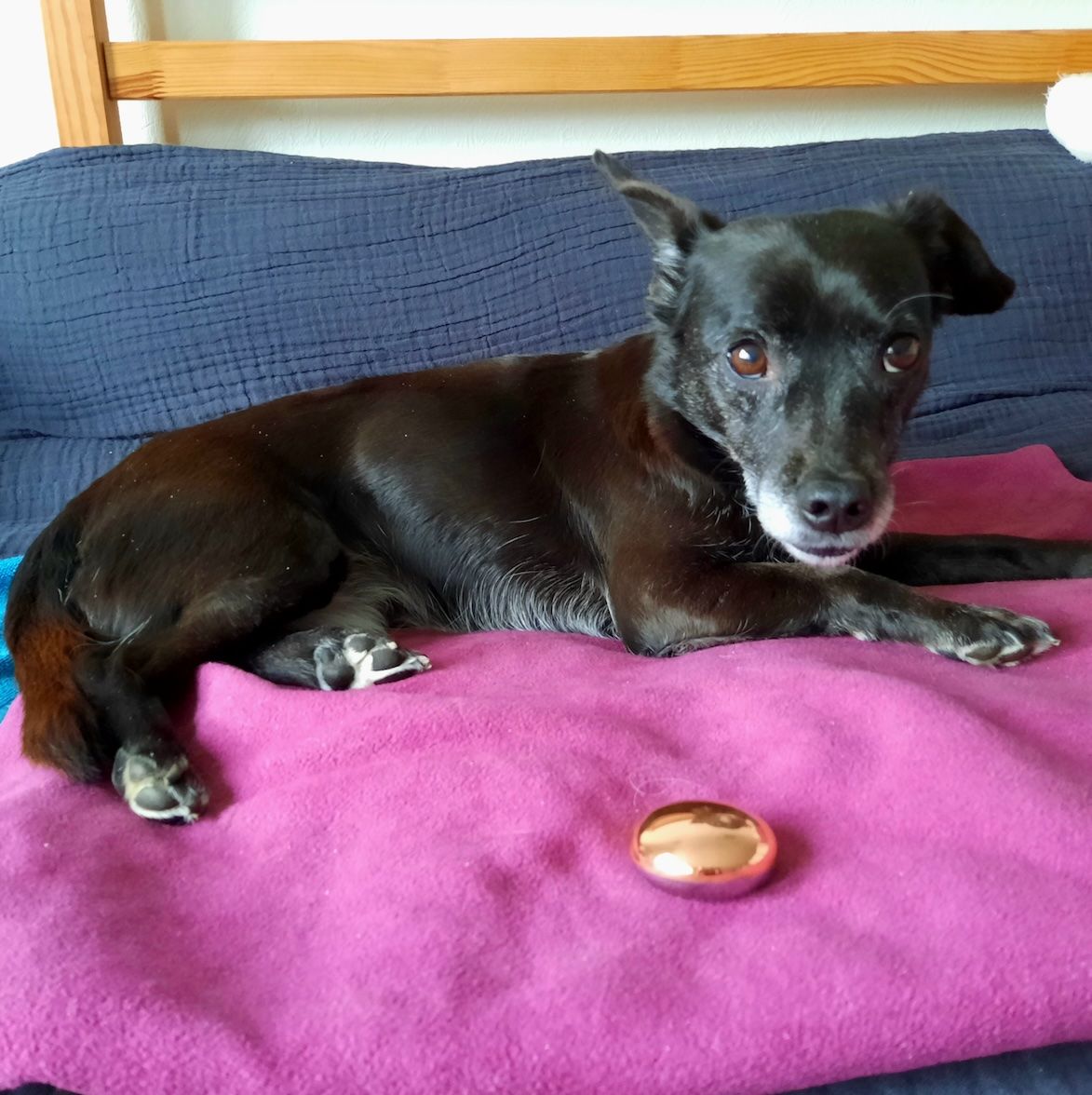 Hund mit MagnetPebble