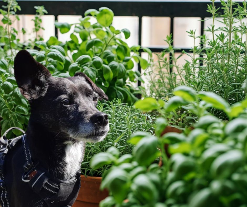 Hund vor Kräutertöpfen