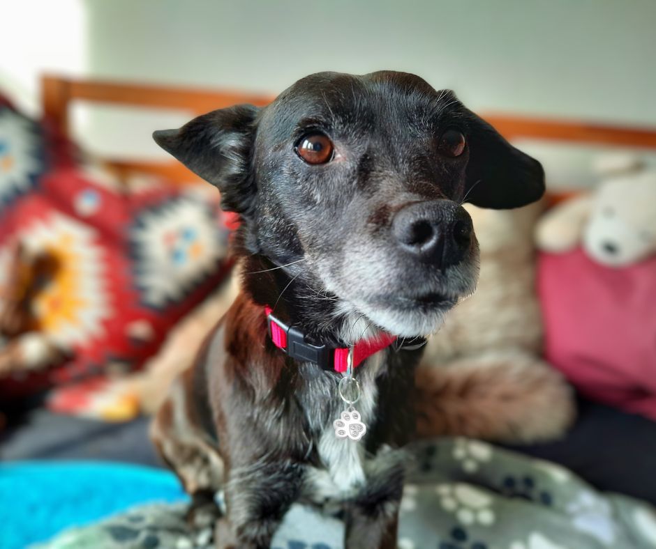 Hund mit Magnetschmuck