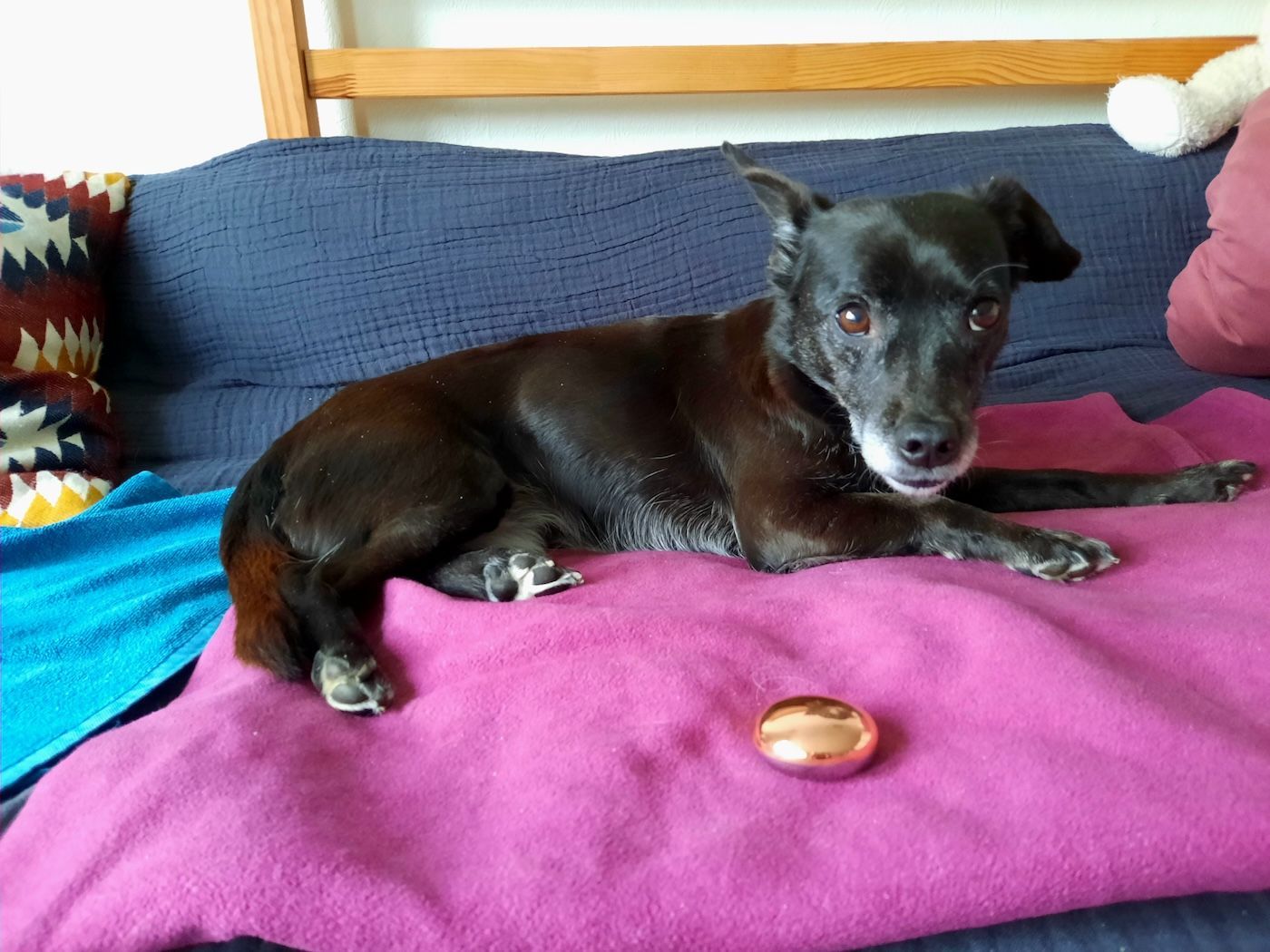 Hund neben MagnetPebble