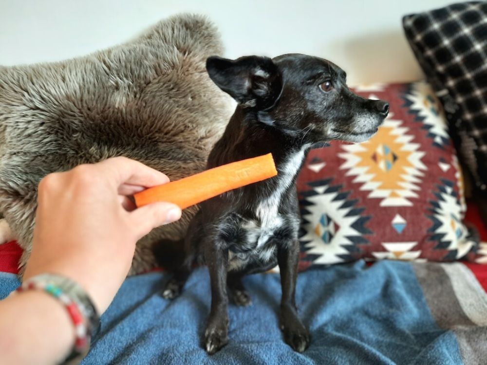 Futterunverträglichkeiten beim Hund