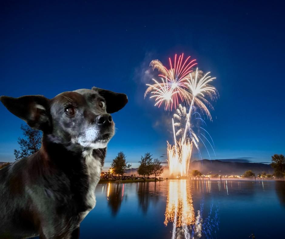 Schwarzer Hund mit ängstlichem Blick sitzt am Wasser, während im Hintergrund am Abendhimmel buntes Silvesterfeuerwerk aufsteigt.