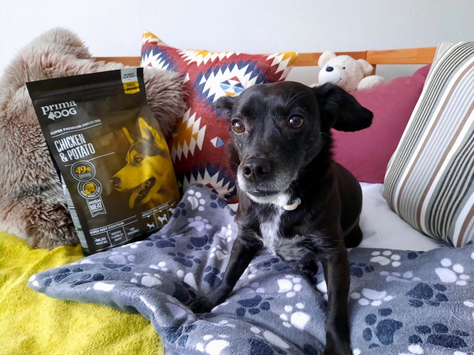 Hund neben einer Packung Prima Dog