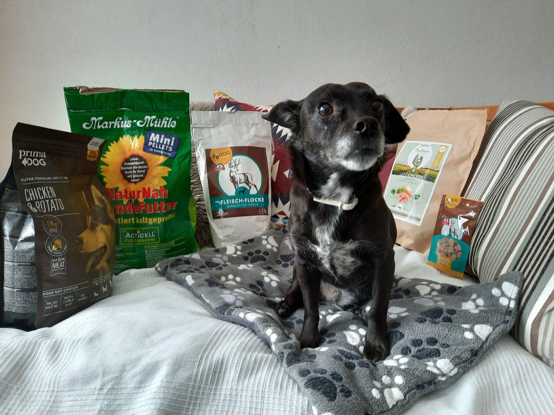 Hund mit Trockenfutterpackungen