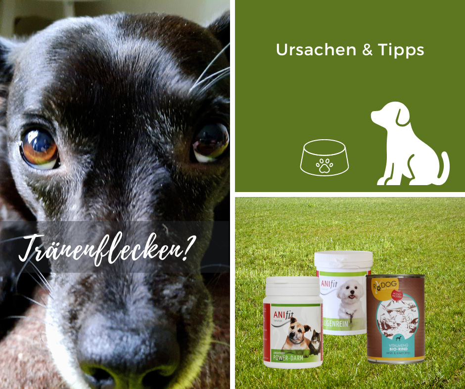 Tränenflecken? Ursachen & Tipps