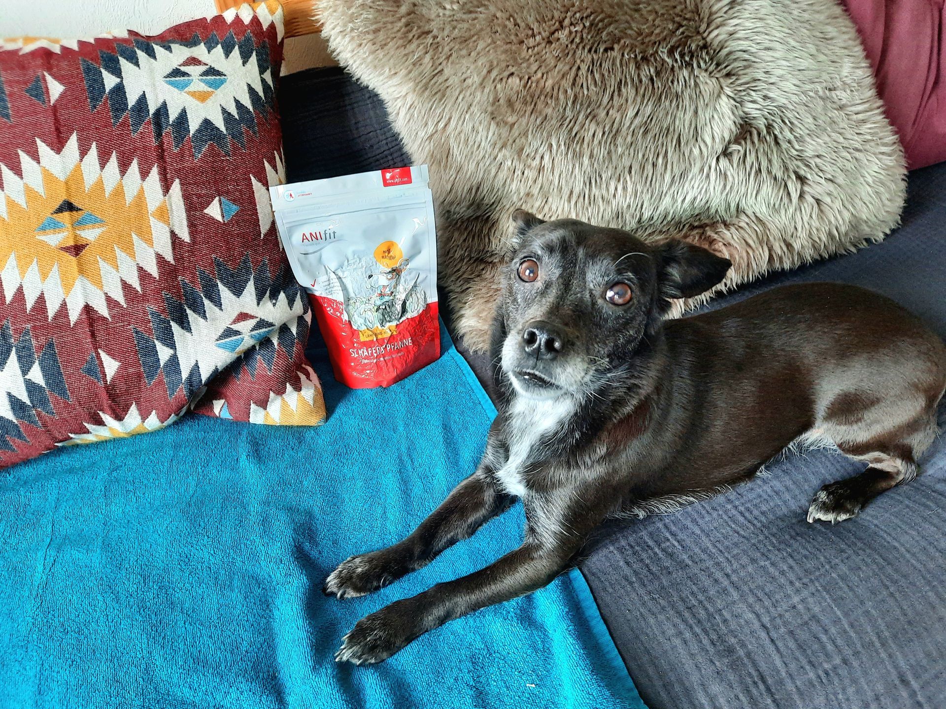 Hund neben Schäfers Pfanne gefriergetrocknet