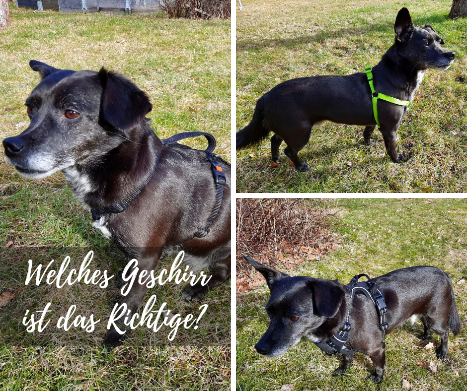 Welches Geschirr ist das Richtige für meinen Hund?