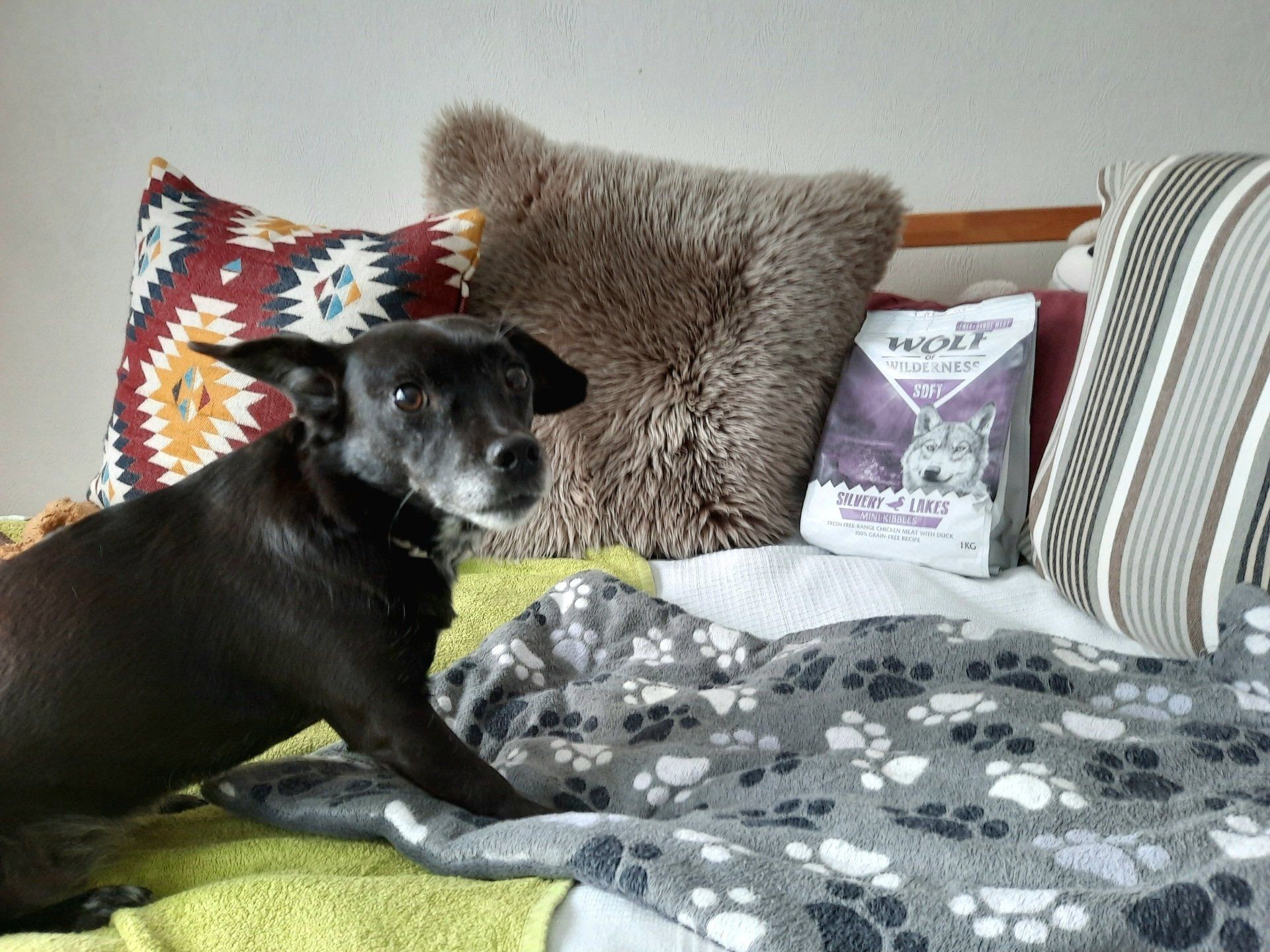 Hund neben einer Packung Wolf of Wilderness