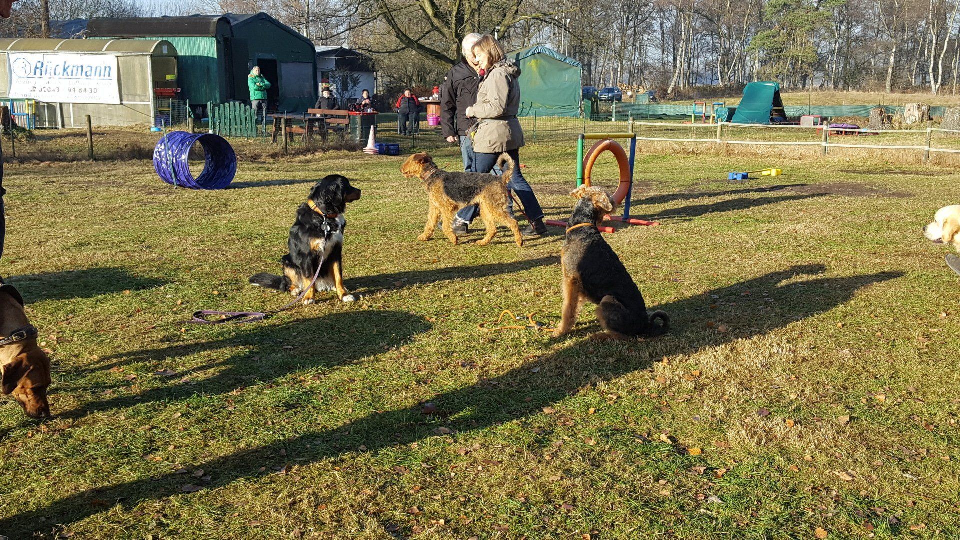Hundeberatung Bell Ami Bottrop Kirchhellen Hund Kurs Erziehung Junghunde
