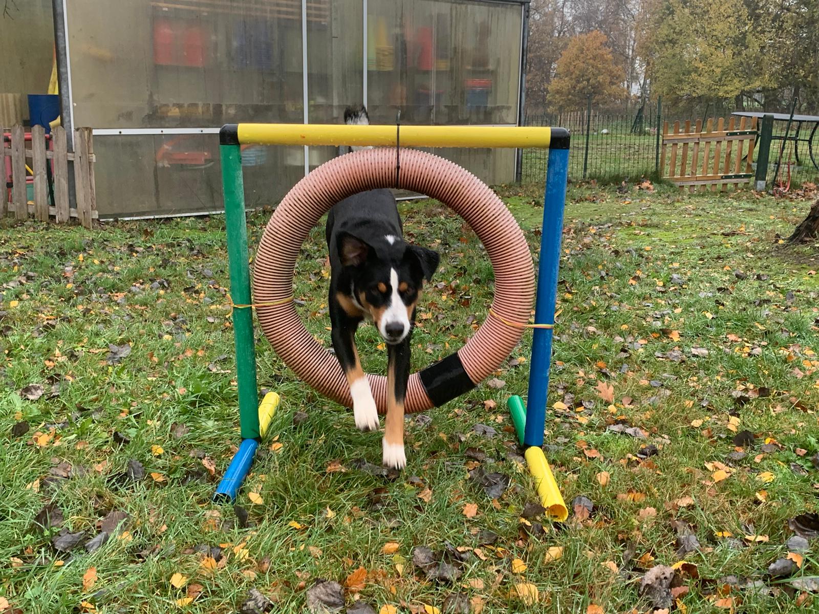 Appenzeller springt durch einen Agility Reifen bei der Hundeberatung Bell Ami in Bottrop Kirchhellen