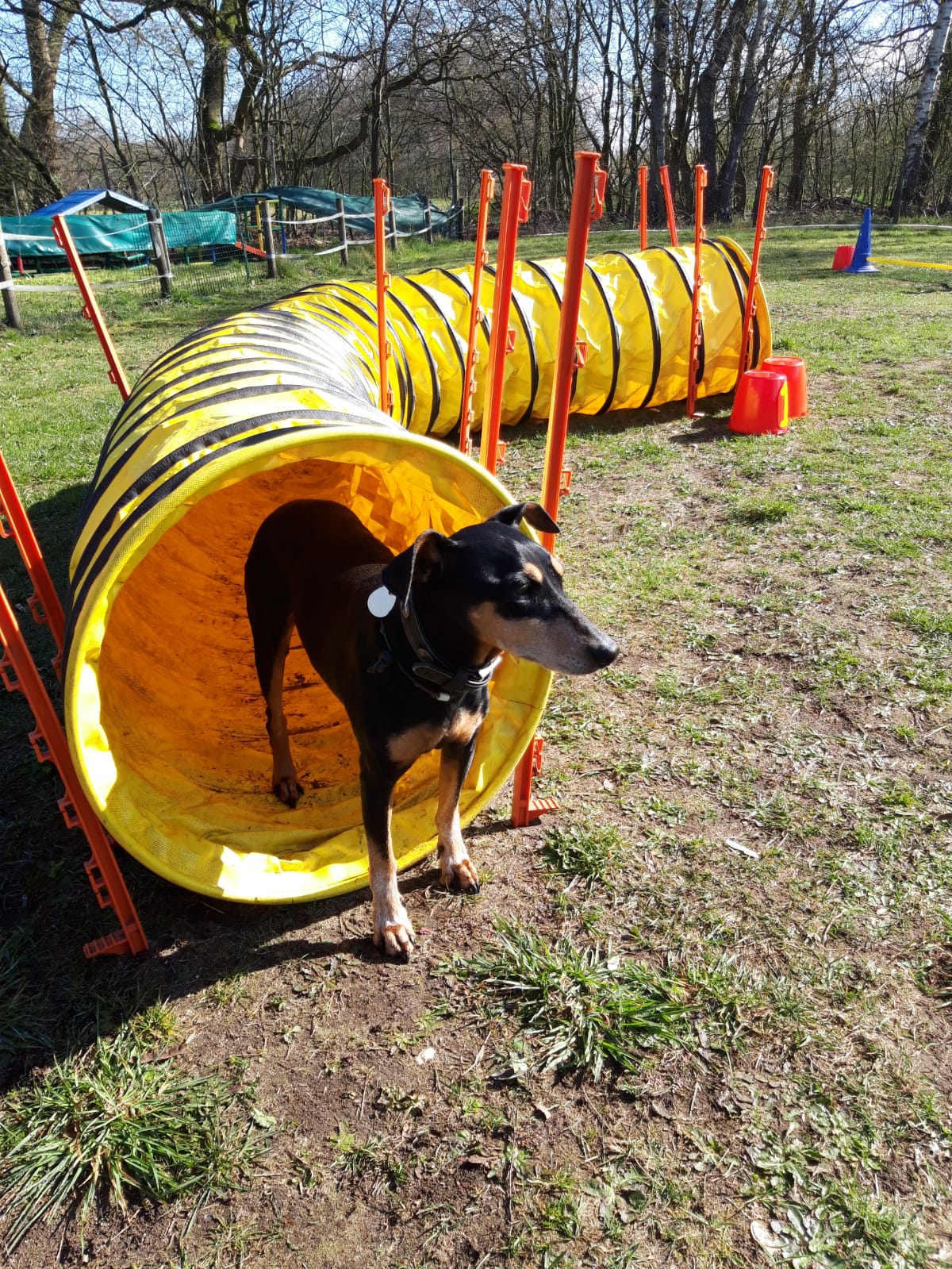 Dt. Pinscher im Agility Tunnel bei der Hundeberatung Bell Ami in Bottrop Kirchhellen