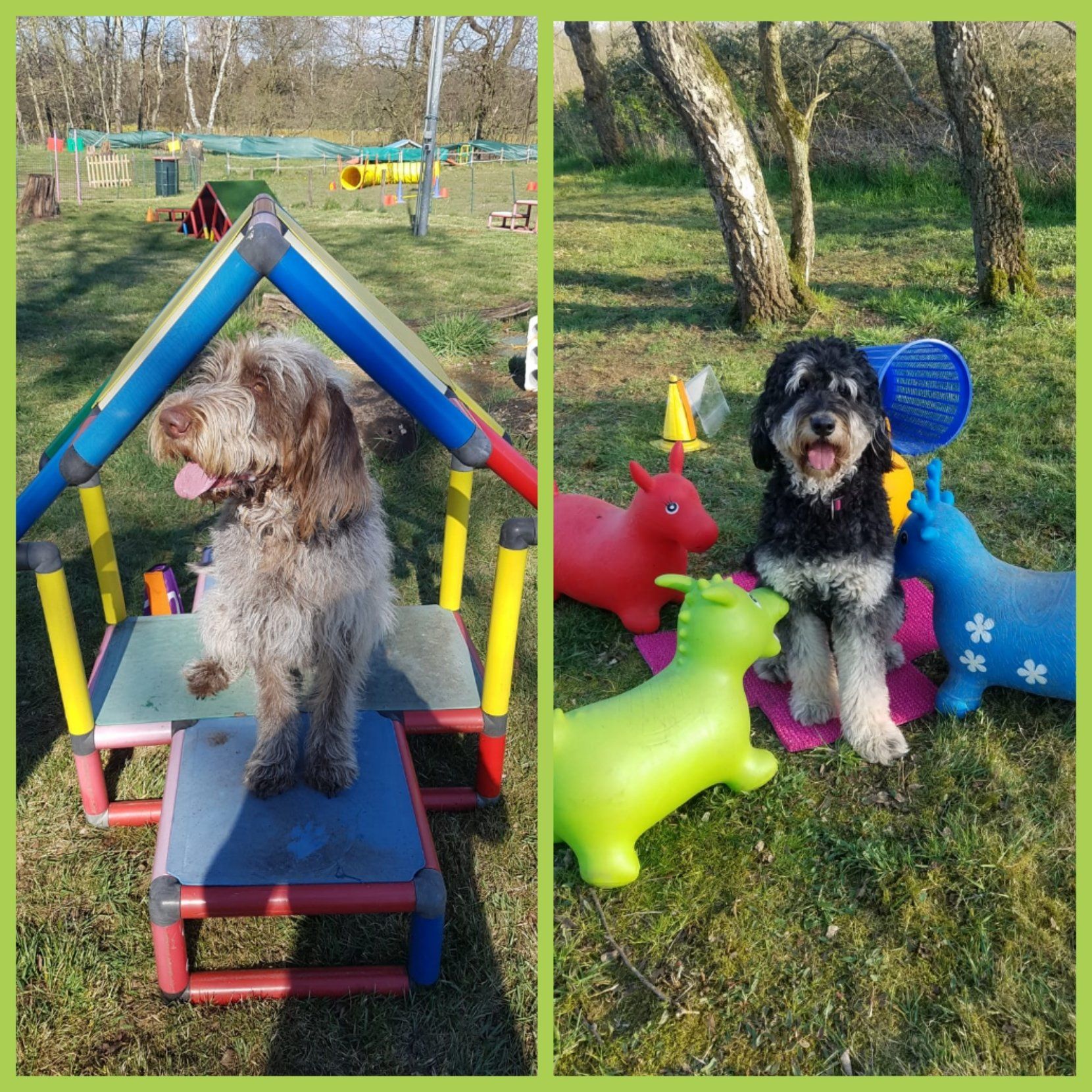 Hundeberatung Bell Ami Agility Bottrop Kirchhellen Hund