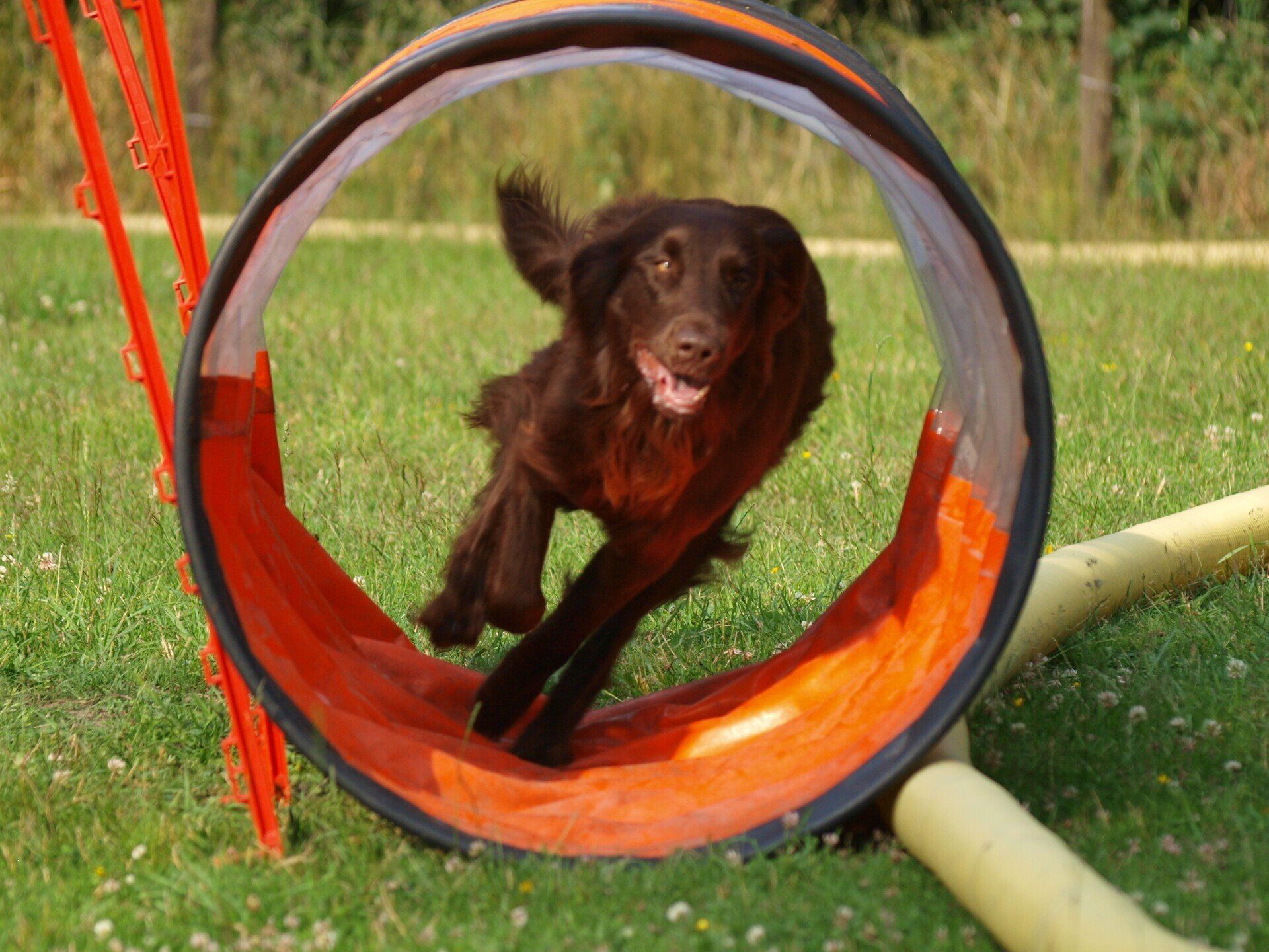 Hundeberatung Bell Ami Agility Bottrop Kirchhellen Hund