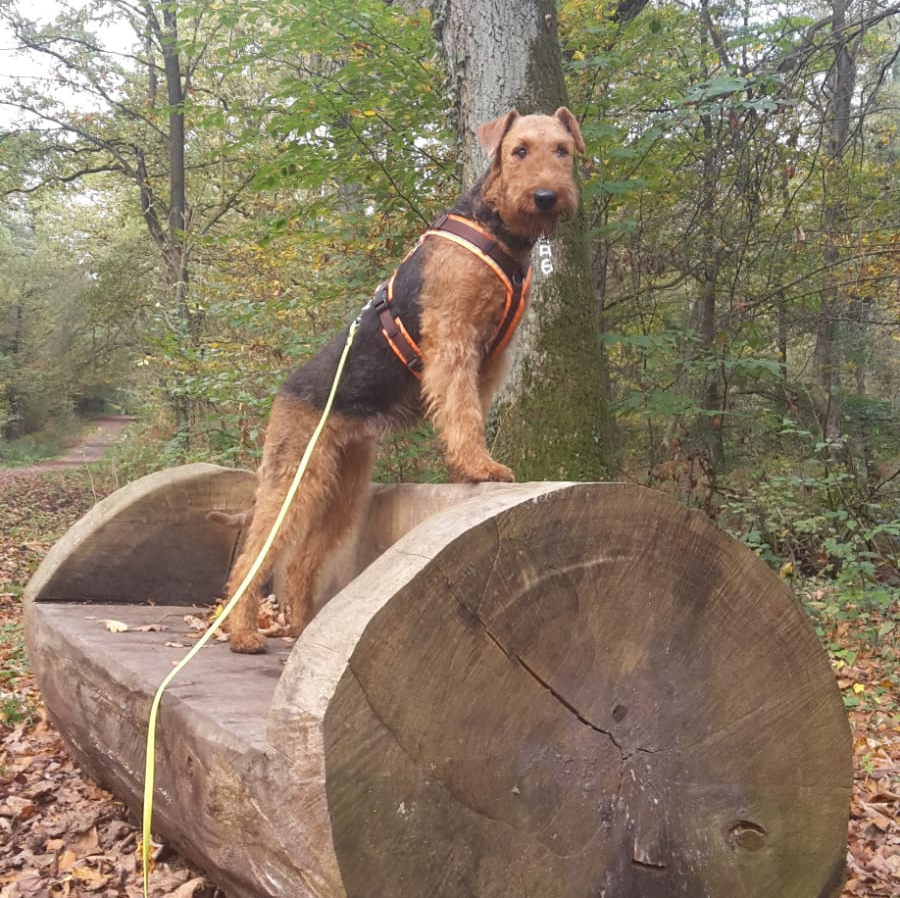 Hundeberatung Bell Ami Bottrop Kirchhellen Hund Kurs Erziehung Junghunde
