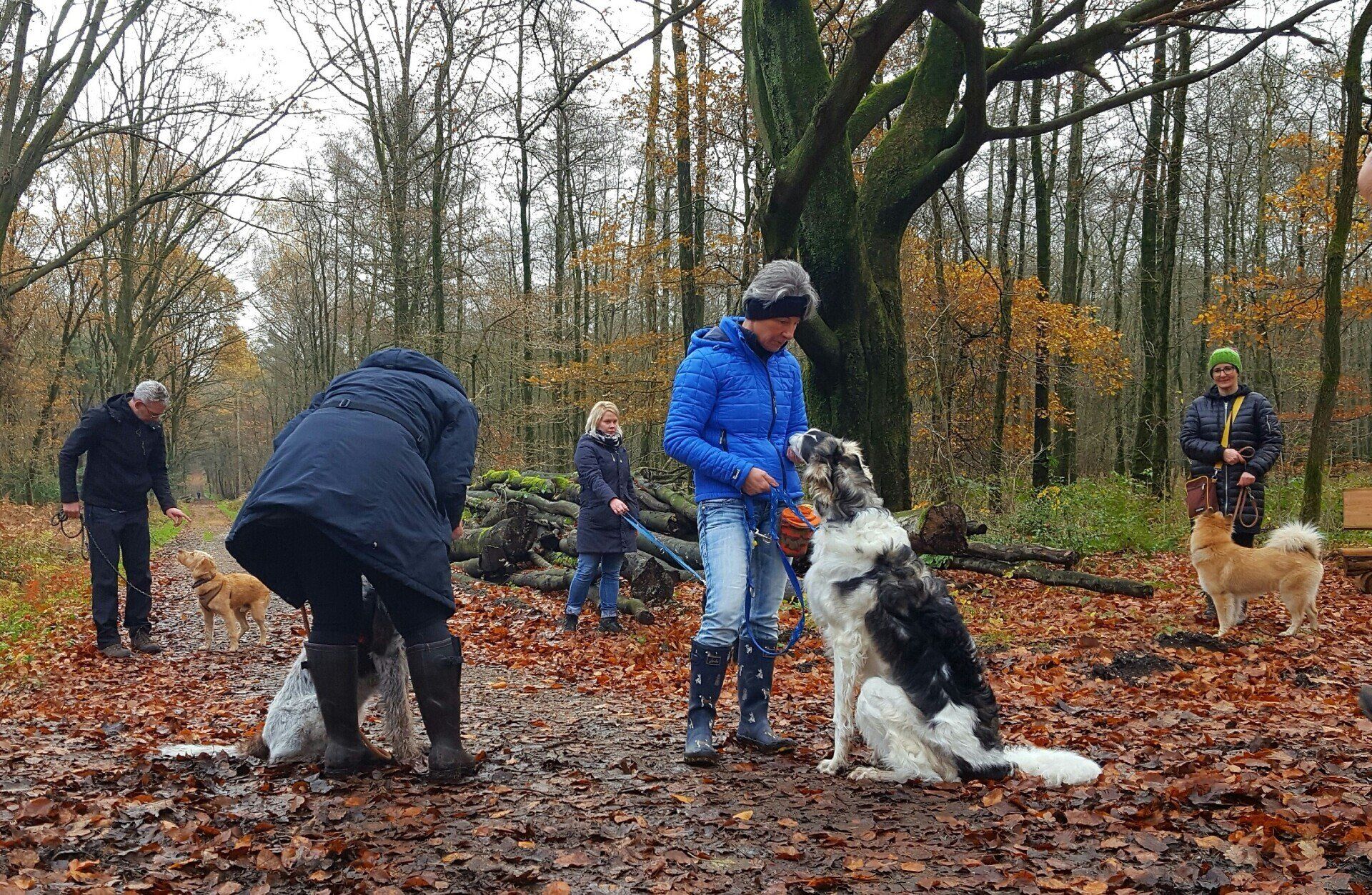 Hundeberatung Bell Ami Erziehung Kurs Hund