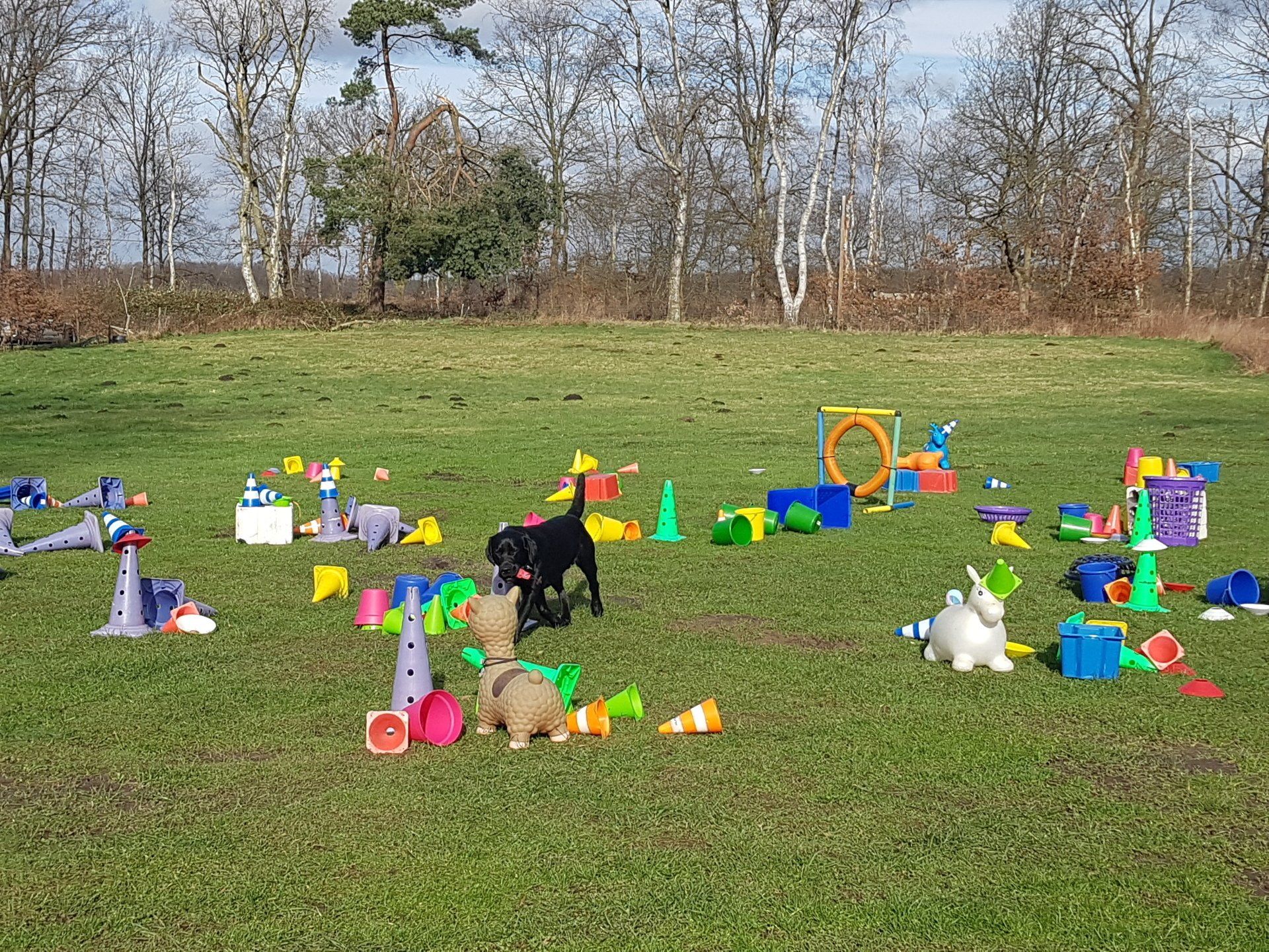 Labrador bei der Trümmerfeld Suche