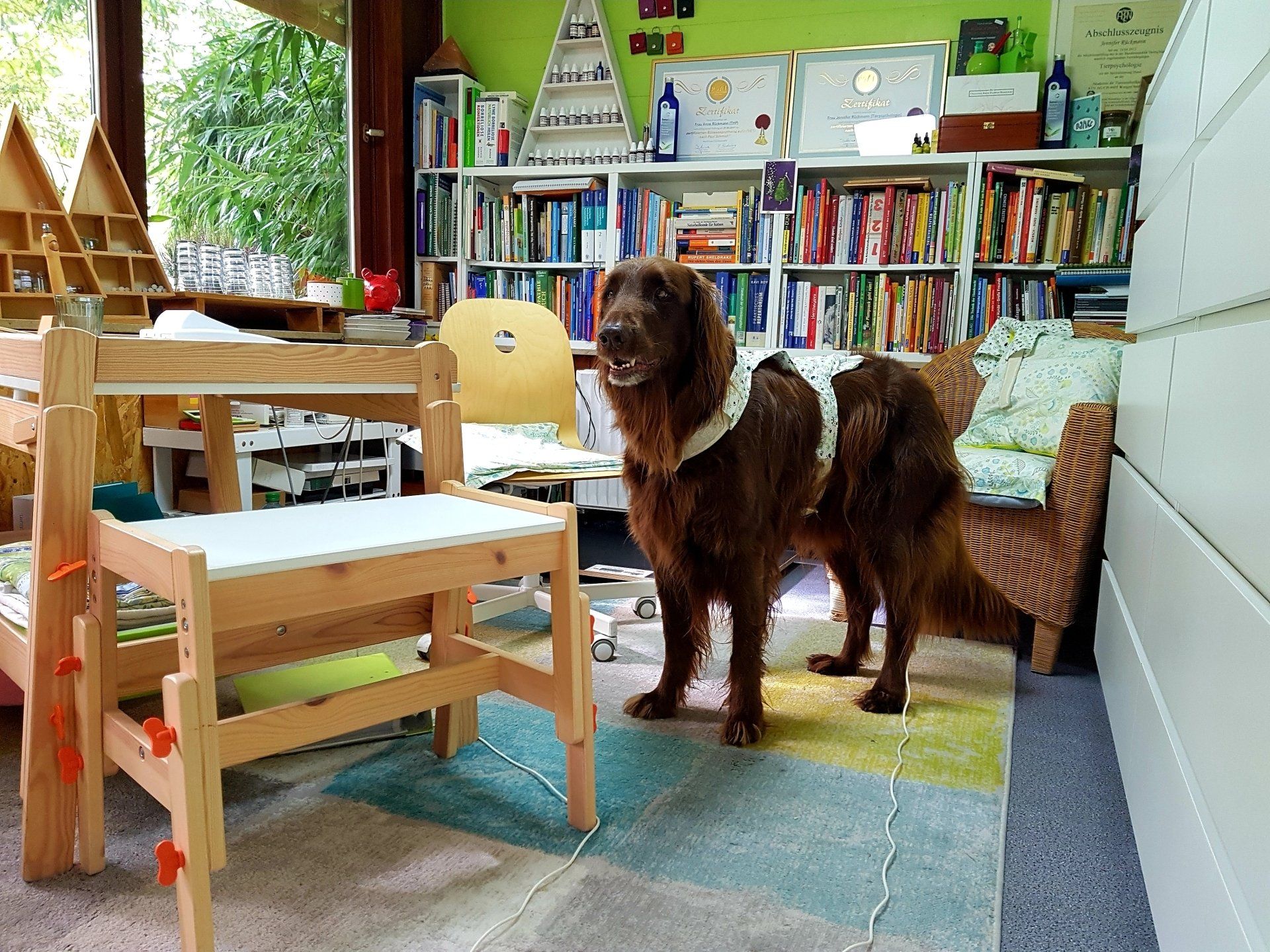 Allergietestung in der Hundeberatung Bell Ami in Bottrop Kirchhellen