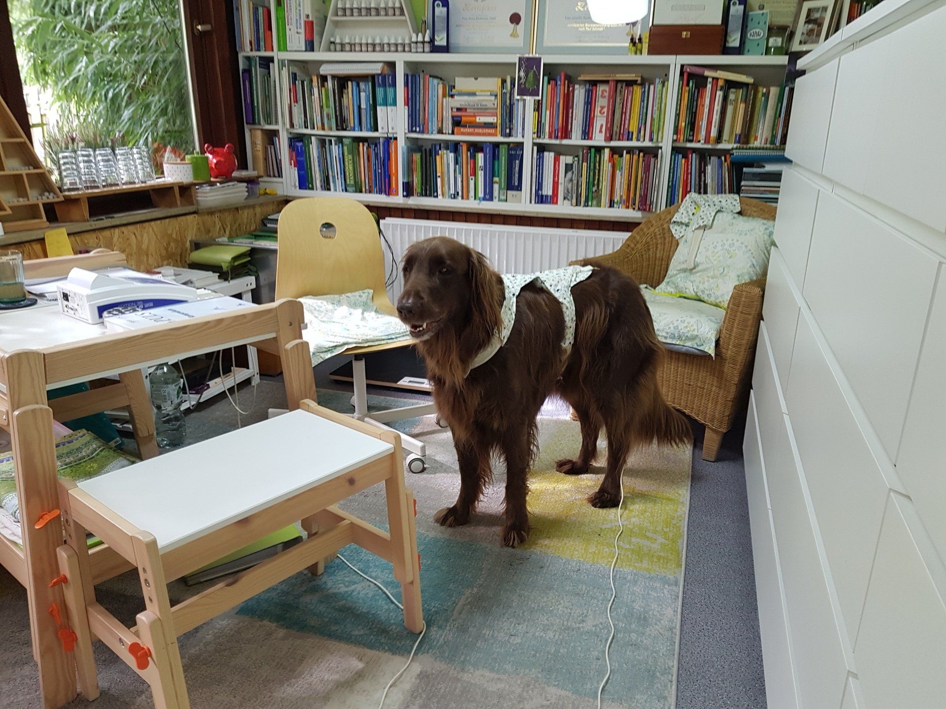 Gesundheitsberatung Bioresonanz Analyse Hund