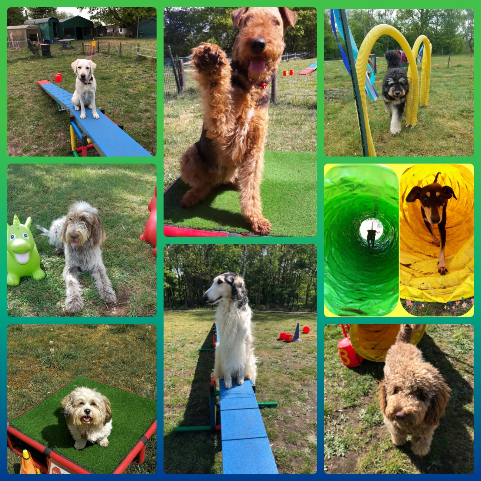 Hunde im Fun Parcours bei der Hundeberatung Bell Ami