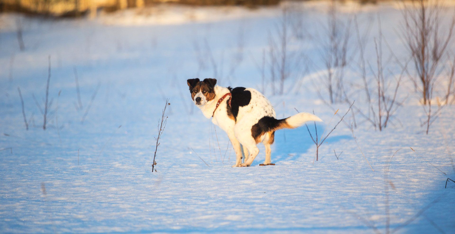 Hundeberatung Bell Ami Erziehung Kurs Hund