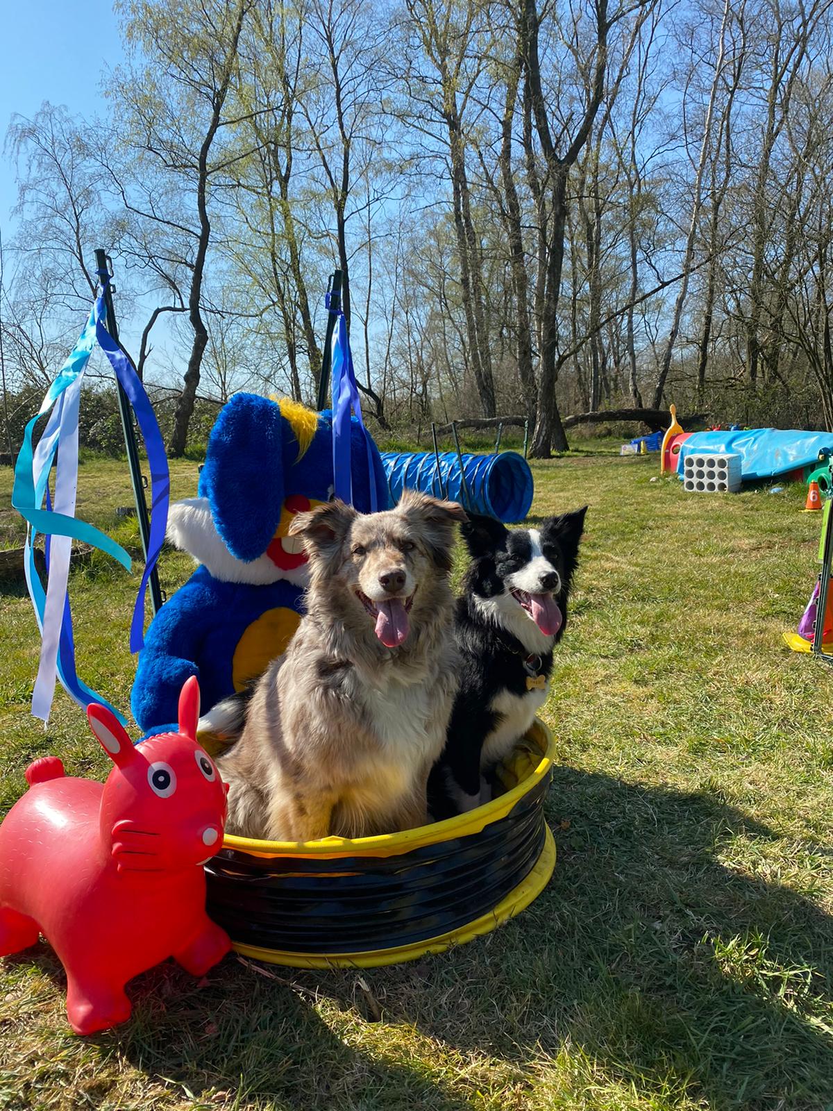 Hundeberatung Bell Ami Beschäftigung Kurse Hund Bottrop Kirchhellen