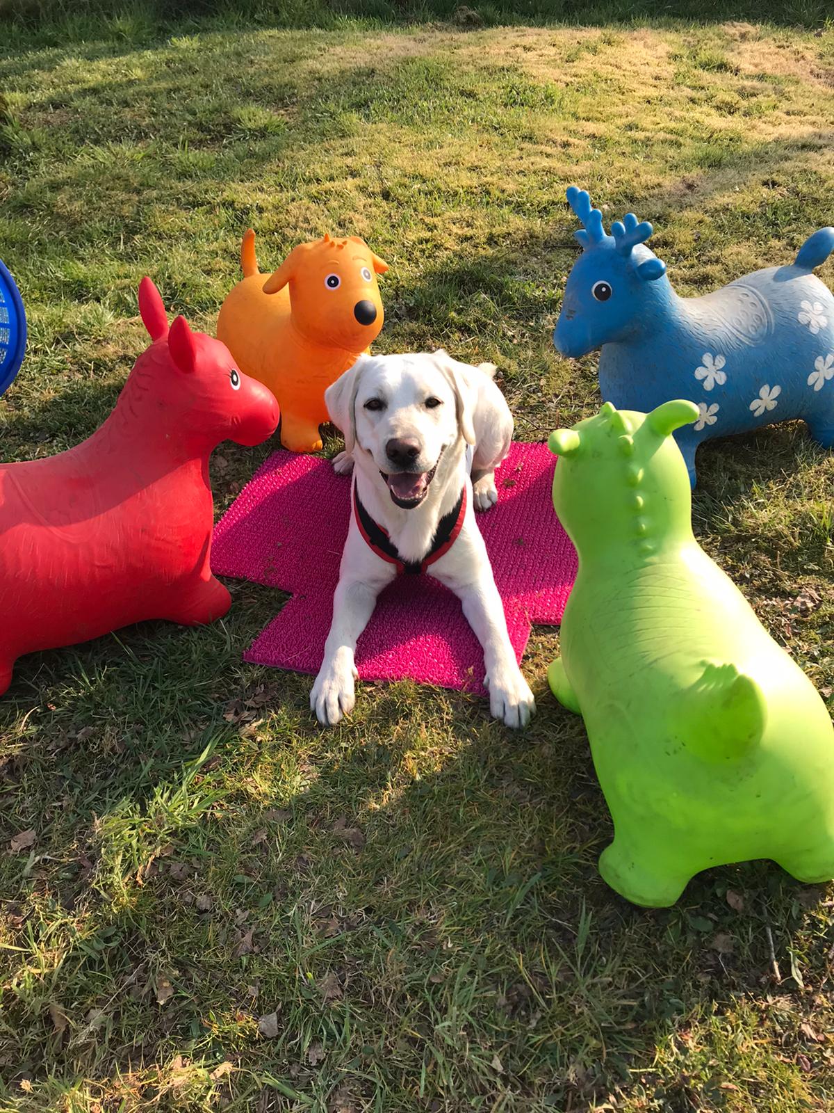 Hundeberatung Bell Ami Agility Bottrop Kirchhellen Hund