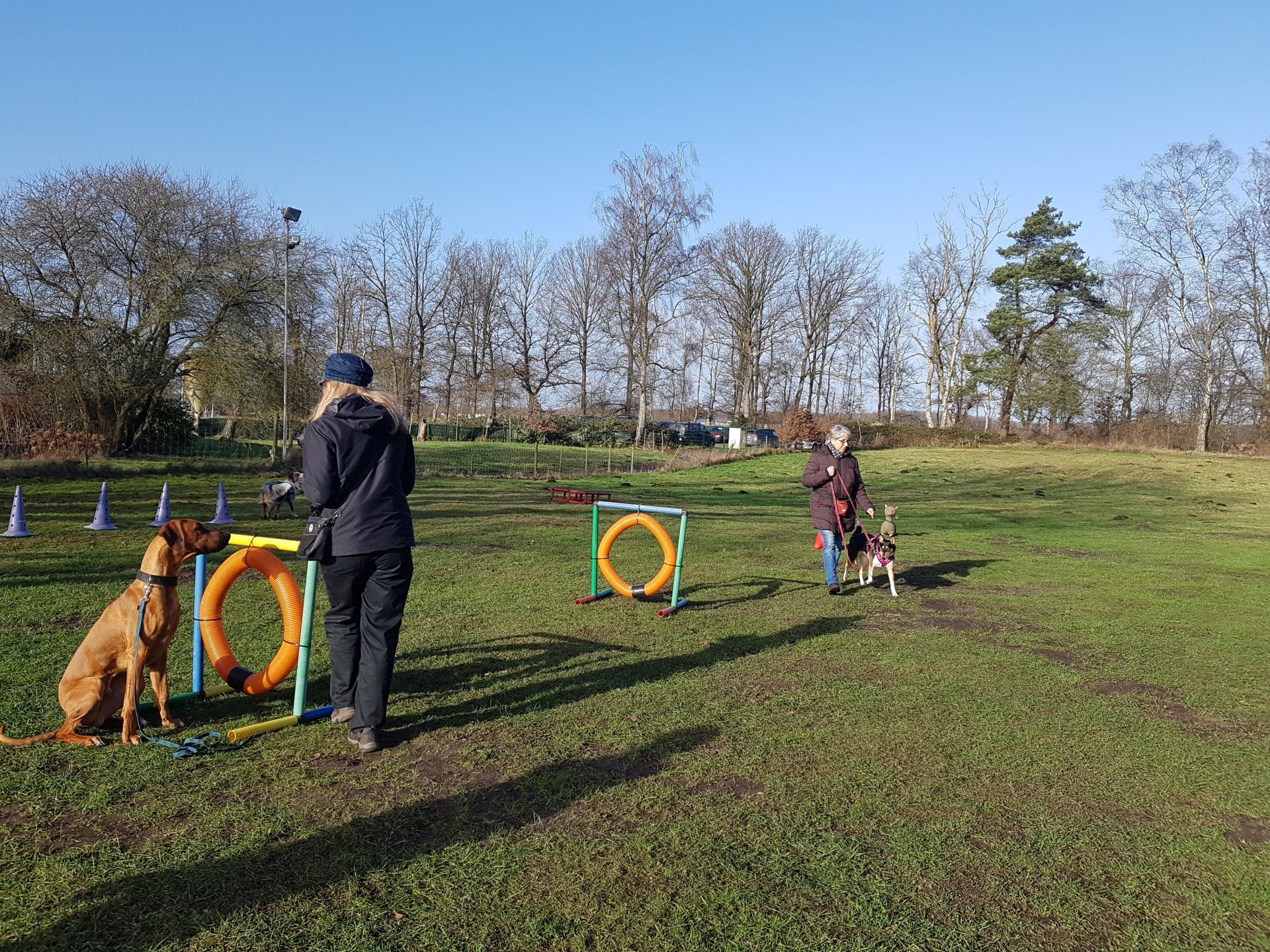 Hundeberatung Bell Ami Erziehung Kurs Hund
