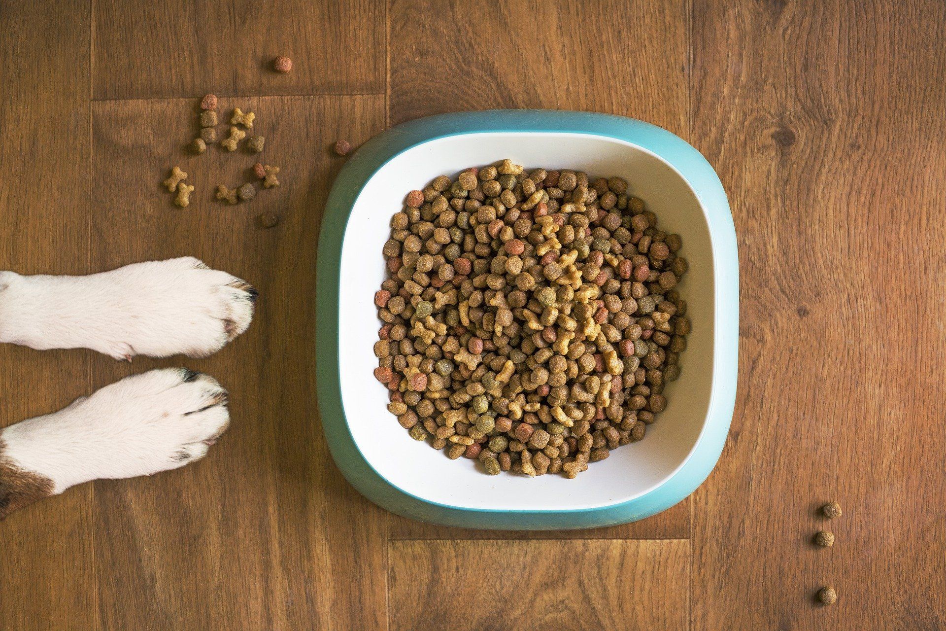 Ernährungsberatung für Hunde; Trockenfutter Ration