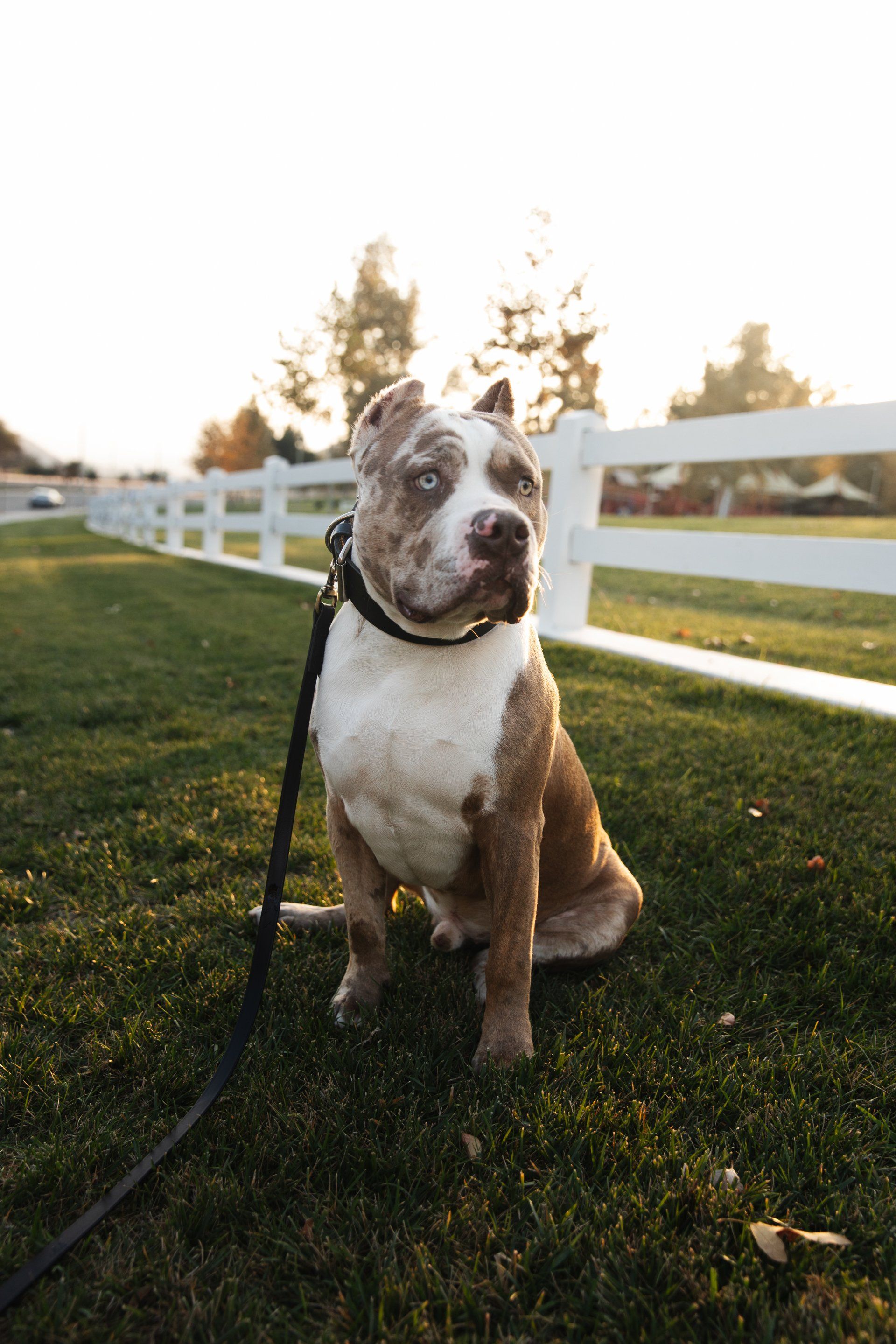 Pet Production Company, POP Media LA.