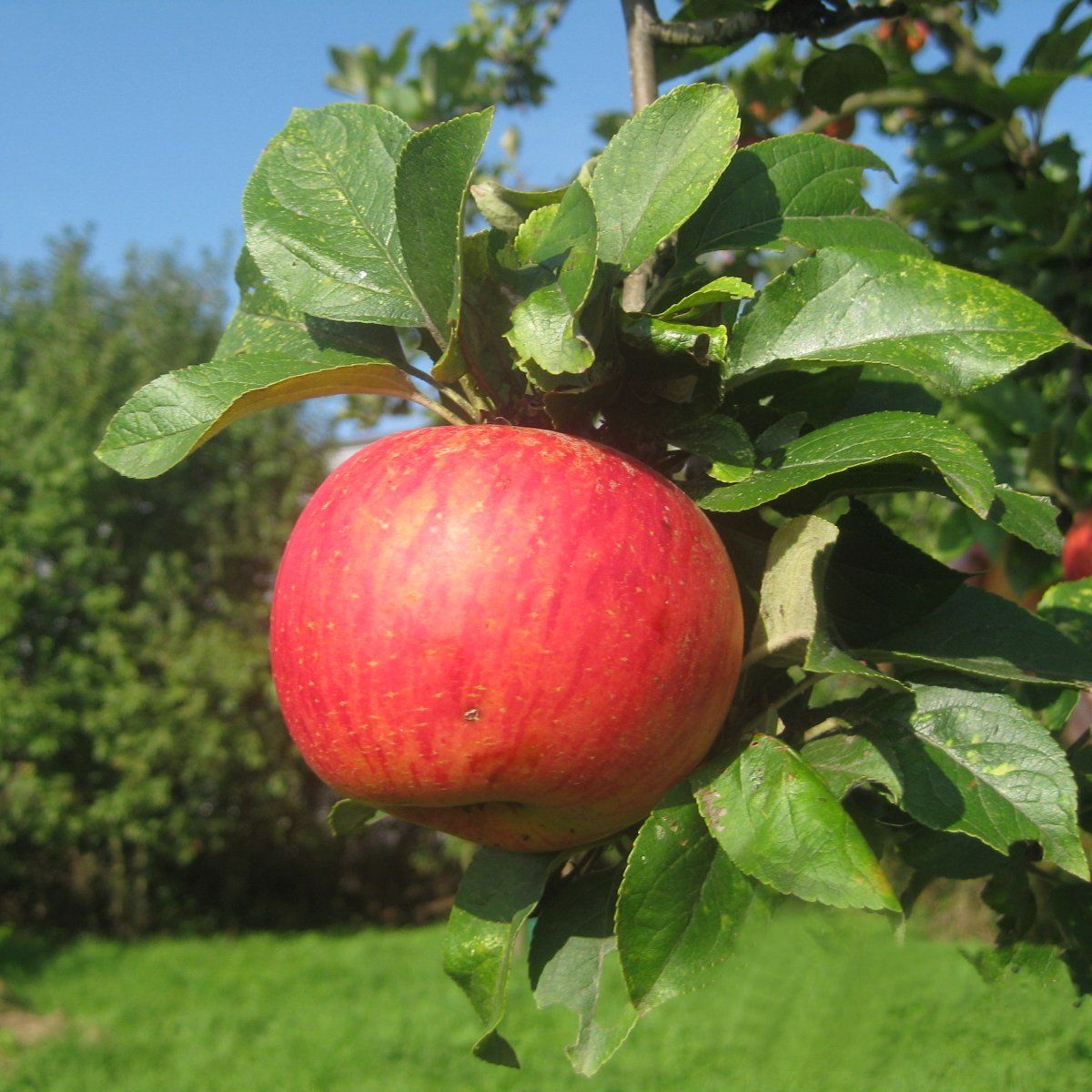 Einer der vielen Apfelsorten auf unserer Streuobstwiese
