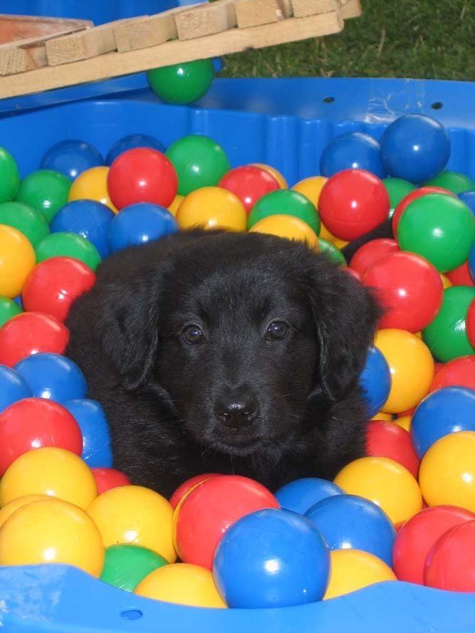 Arlen im Bällebad Welpen Prägung