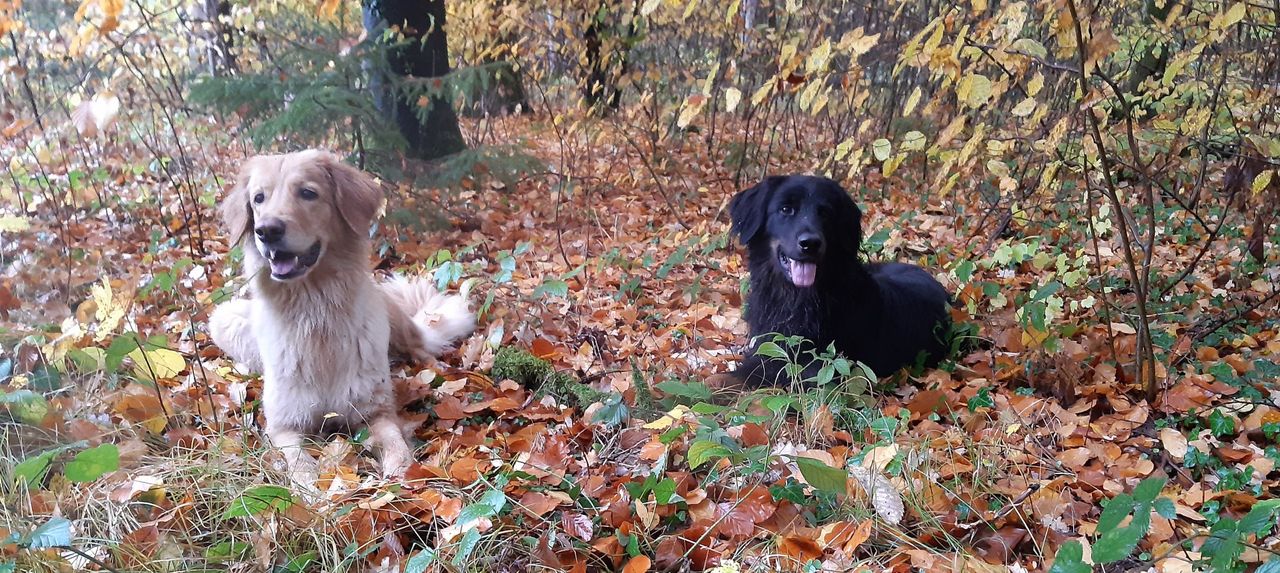Fajara und Anisa