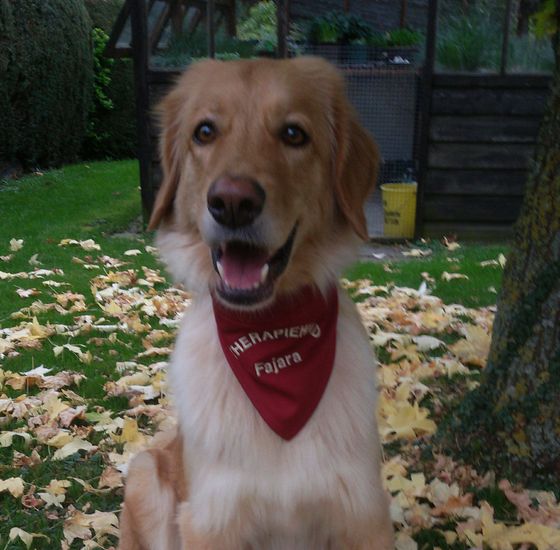 Fajara ist unser erster ausgebildeter Therapiehund Therapiehund