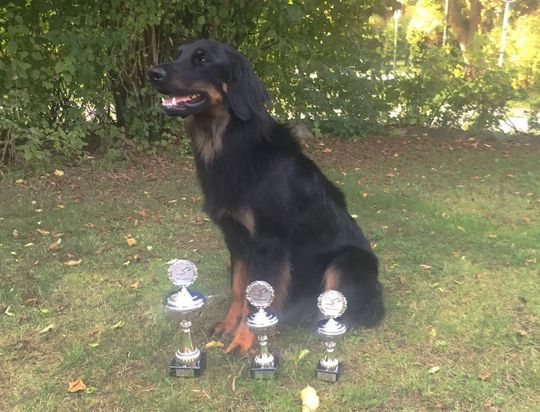 Anisa erfolgreich in Bremen: schönste Hündin und BOS Ausstellung CAC