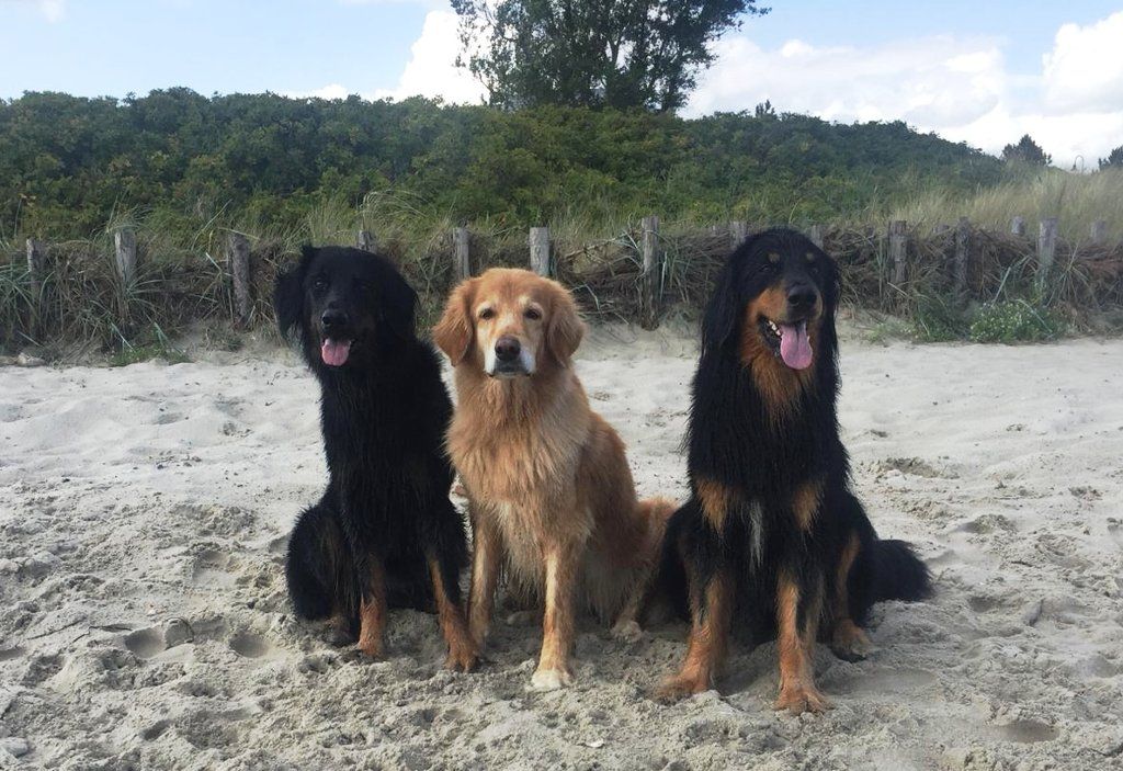 Caija im Spiel mit den Jungs unseres F-Wurfs Prägung und Erziehung