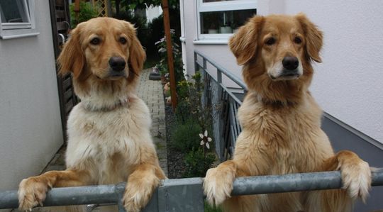 Fajara vom Jura-Meer und Caija vom Jura-Meer Hunde aus unserer Zucht