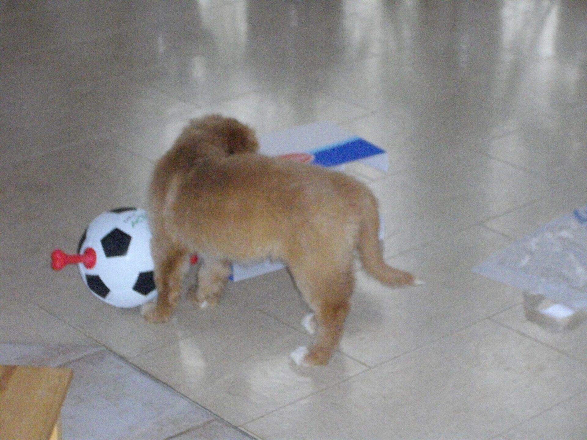 Aurelie beim Impfen und Chippen Erfahrener Tierarzt