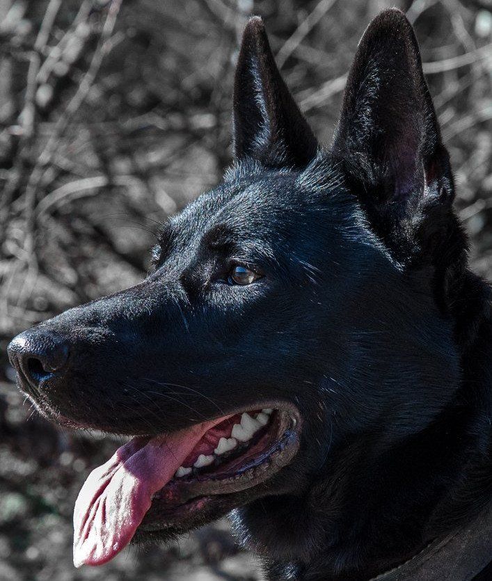 Anouk, X-Mechelaar, Belgisch-Deutsch Schäferhund, Rüde, Eppler Sandpfoten