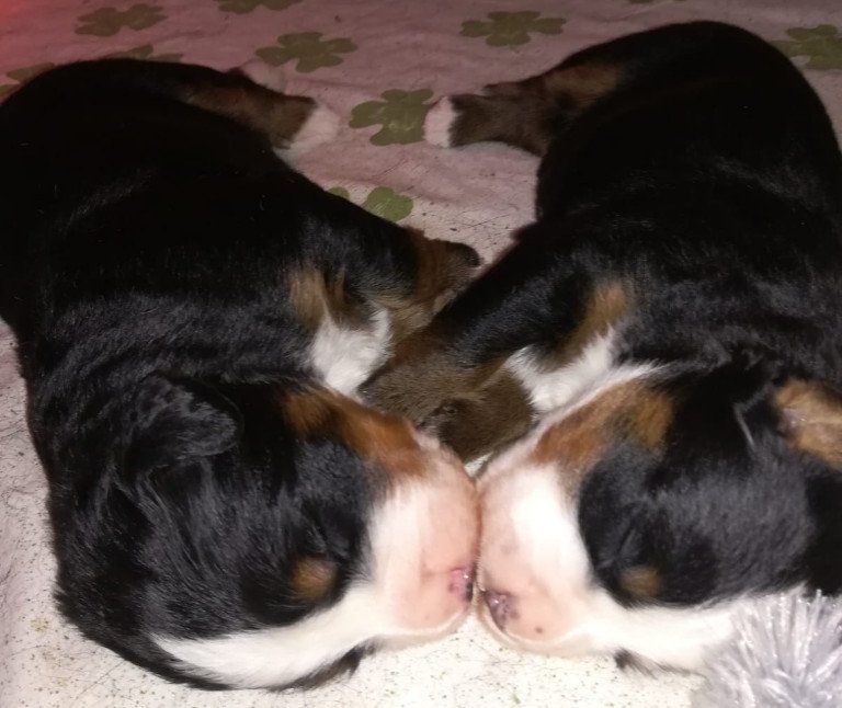 Welpen, Jolie, Zucht, Eppler Sandpfoten