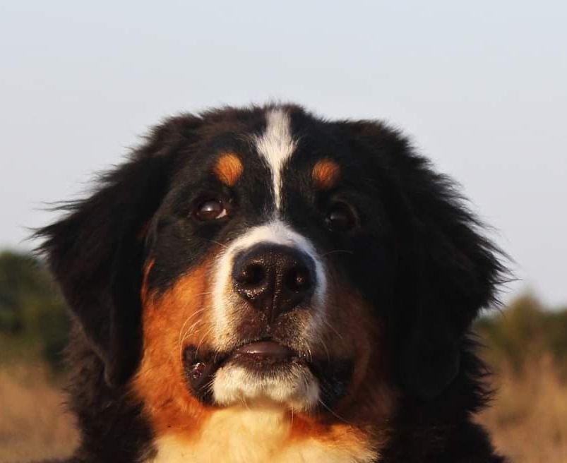 Jolie, Zucht, Hündin, Eppler Sandpfoten