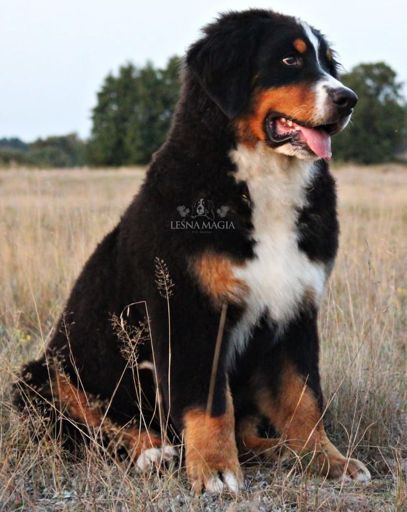 Anouk, Dakito, Rüden