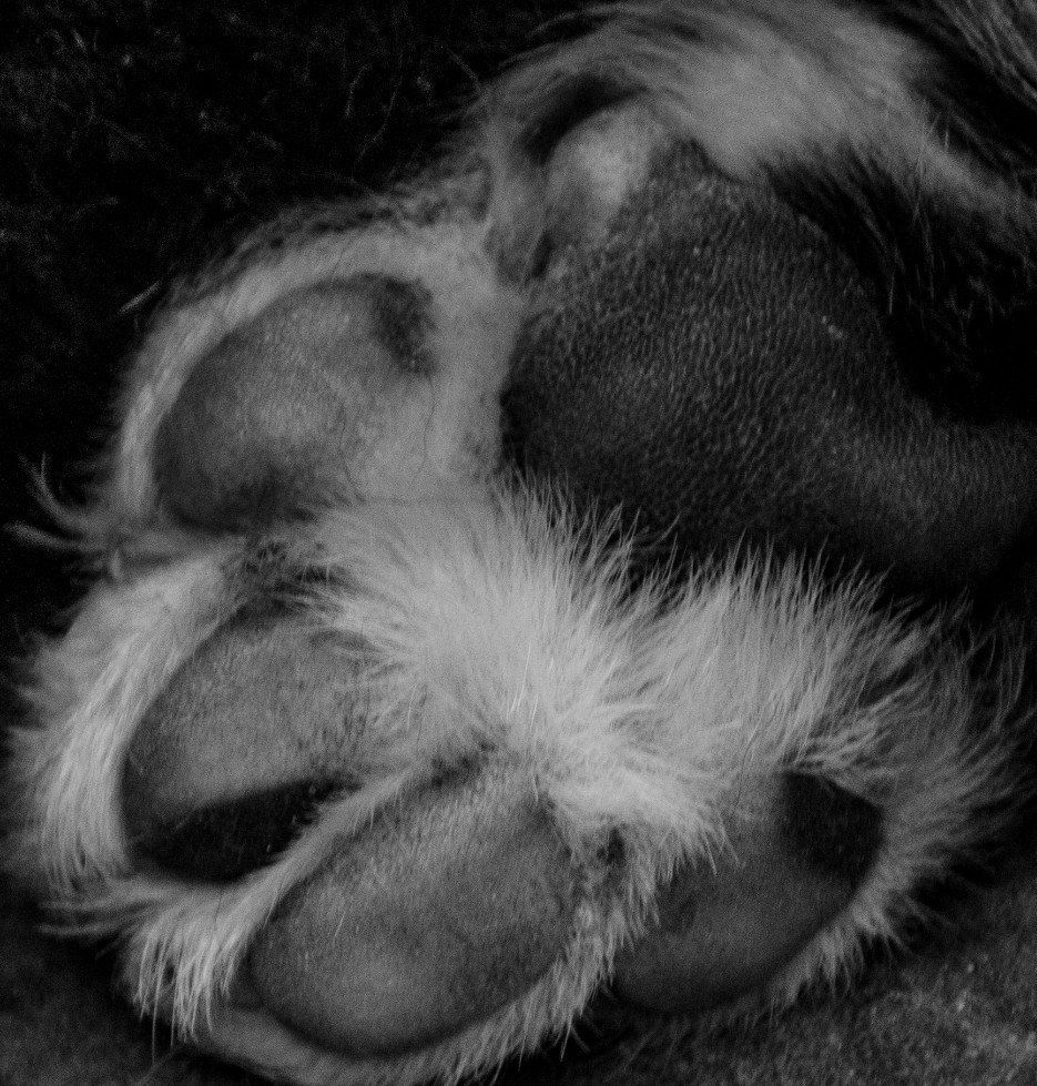 Welpen, Jolie, Zucht, Eppler Sandpfoten