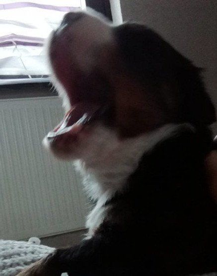 Anouk, Dakito, Rüden