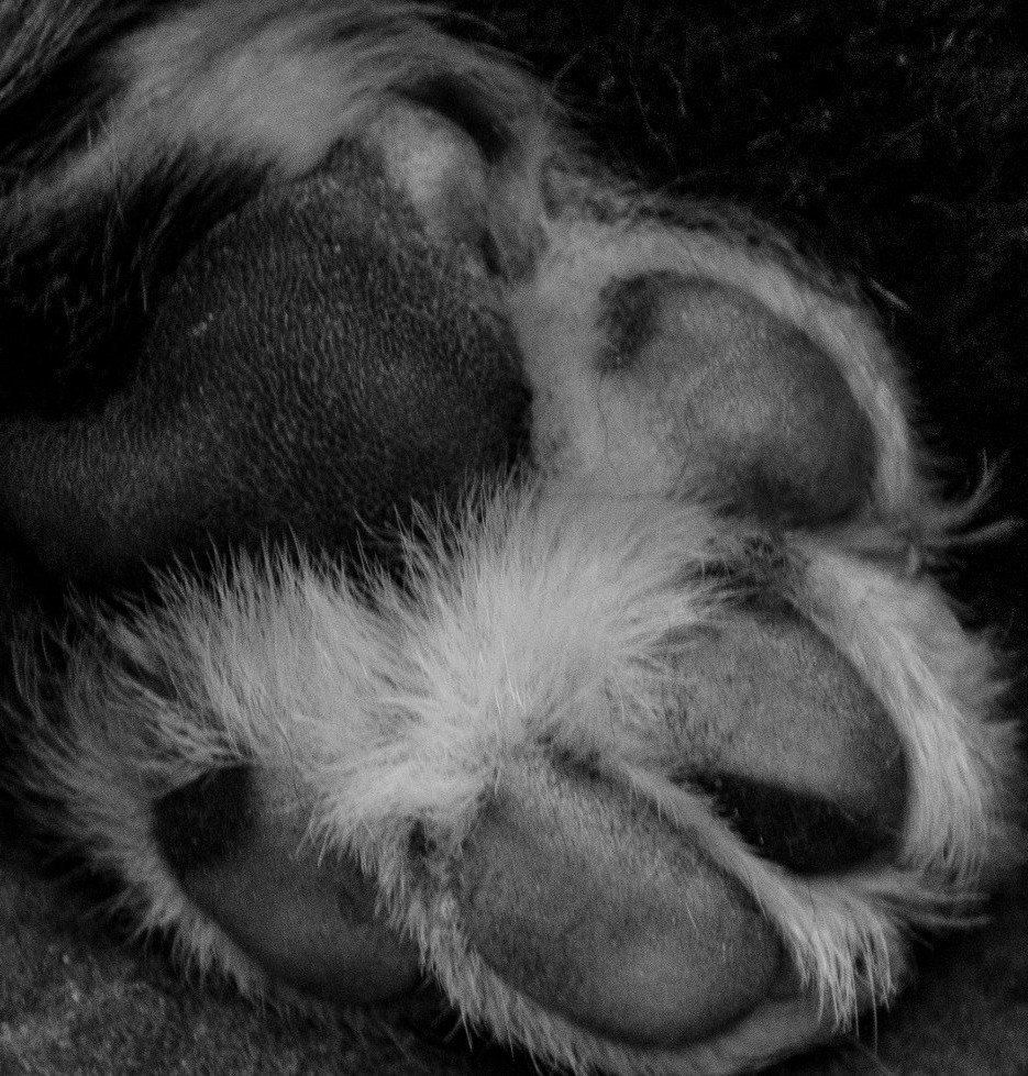 Welpen, Jolie, Zucht, Eppler Sandpfoten