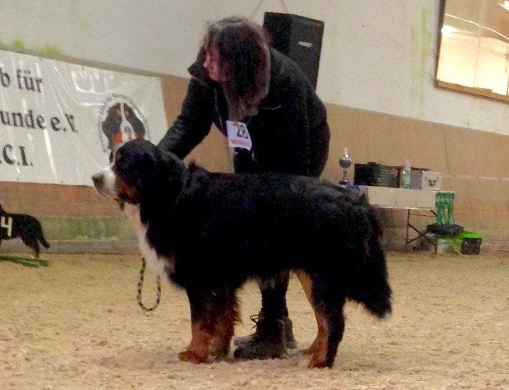 LG Mitte,  Rüdenschau, Landesgruppen Ausstellung, DCBS, Bewertung, Dakito von den Sandbären